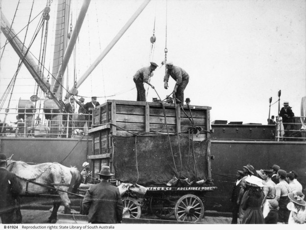 Delivering a crated animal at Port Adelaide [B 61924] • Photograph,about 1910. State Library of South Australia, Ref. B 61924.