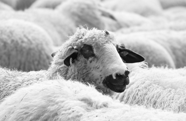 wool was by far the most important export product from Australia