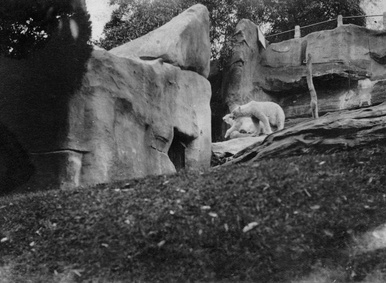 Polar Bears Taronga Park Zoo Sydney 1925