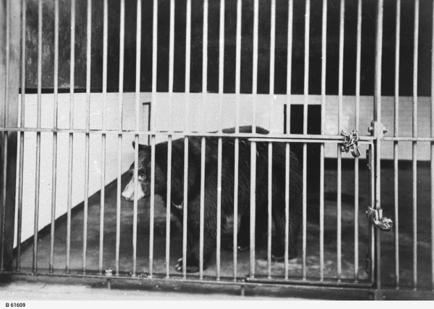 A bear in a cage at the Adelaide Zoological Gardens, ca. 1915, © State Library of South Australia [B 61609]