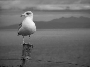 sea gull
