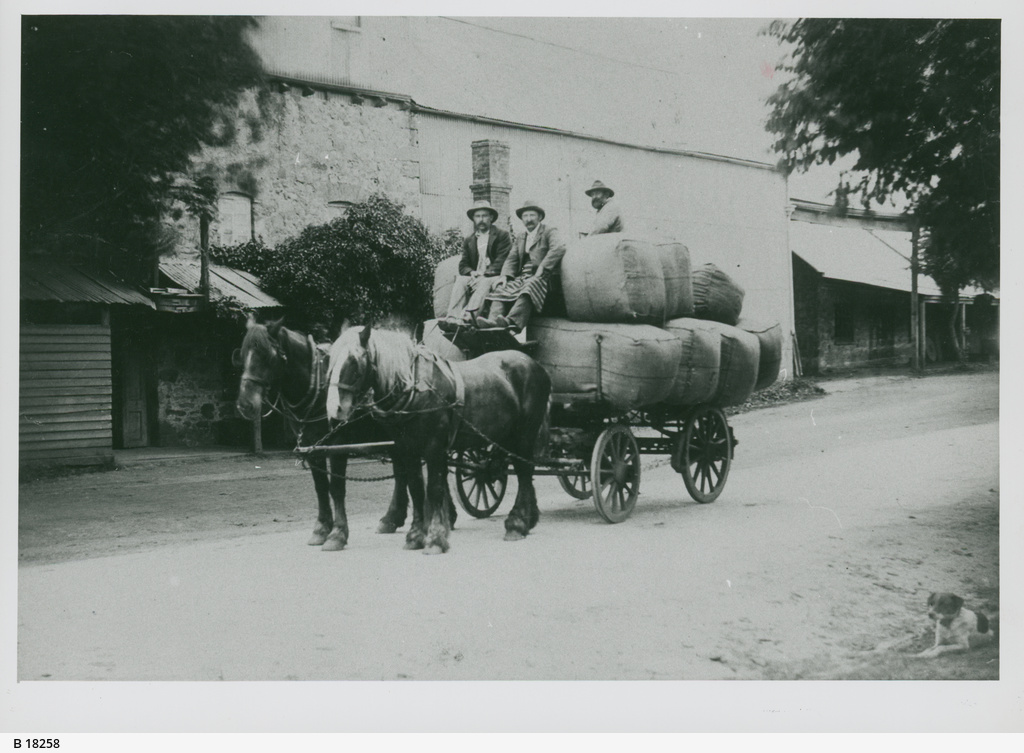 Cartering Wool, Hahndorf, 1901