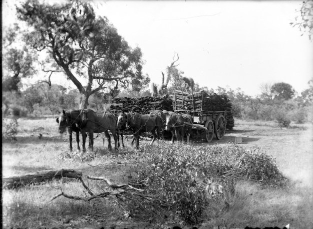 Hauling loads of mallet bark near Kojonup, 1906 (?), State Library of Western Australia, Ref: BA2824/34