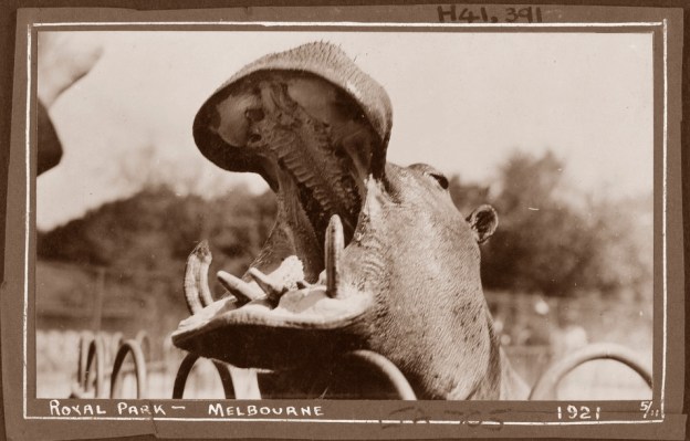 Hippo 1921, Royal Melbourne Zoo