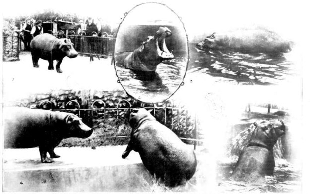 Arrival of Hippopotamus - Melbourne Zoological Gardens
