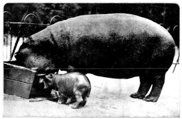 Melbourne Zoological Gardens - Baby Hippopotamus and mother