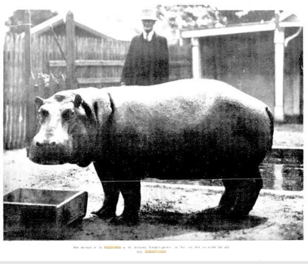 Rosamund - First hippopotamus in Melbourne Zoological Gardens