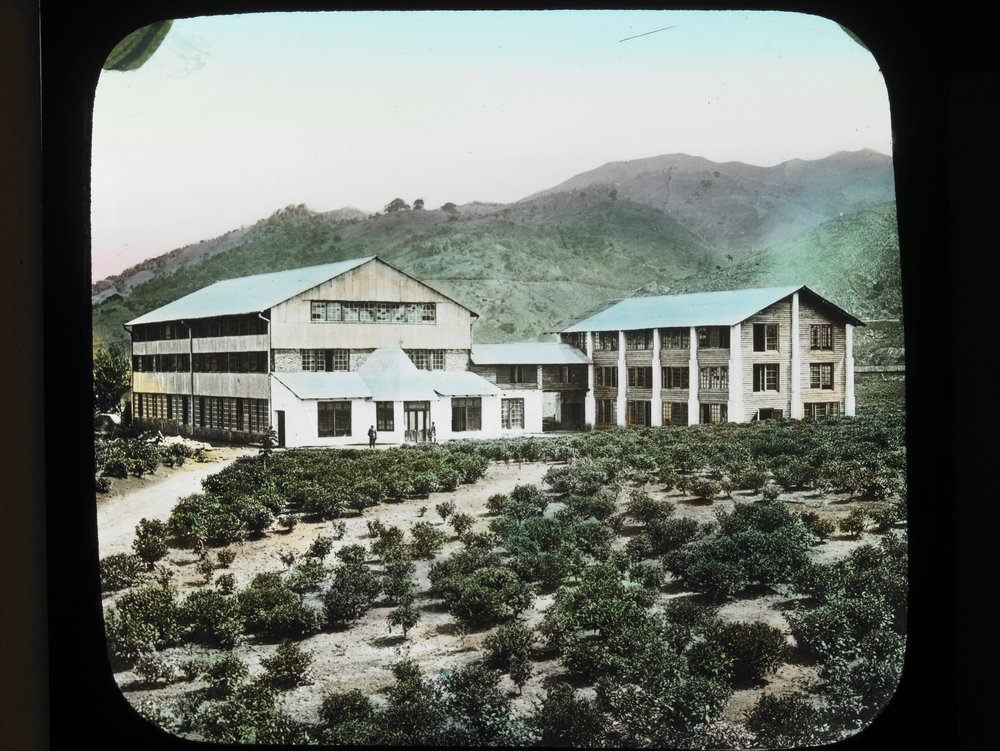 tea plantation, tea factory, ceylon