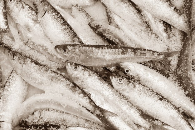 Sardines