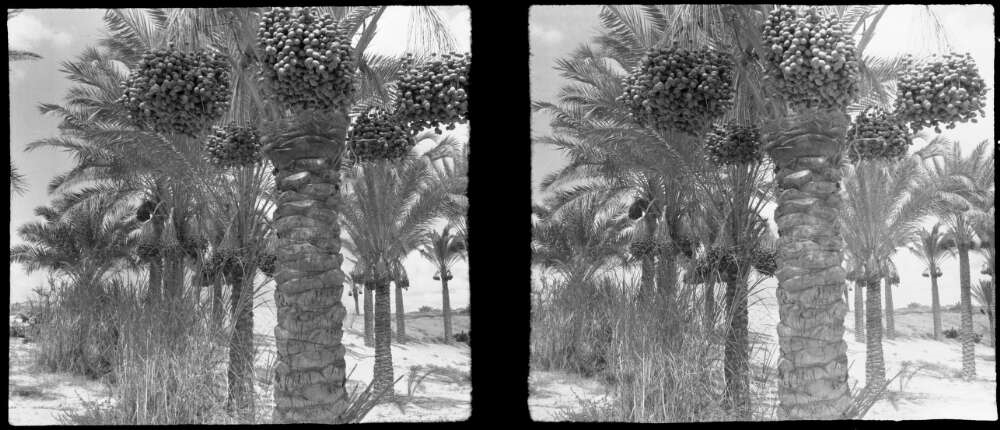 Date palms Basra 19144