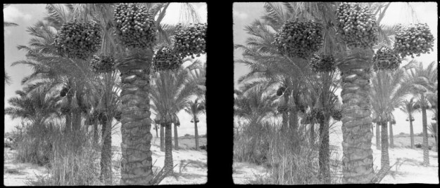 Date palms Basra 19144