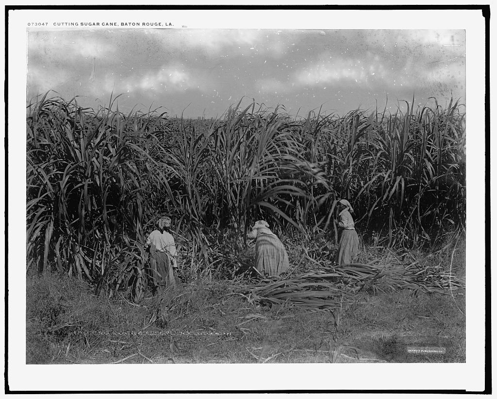 Zuckerrohrernte um 1910