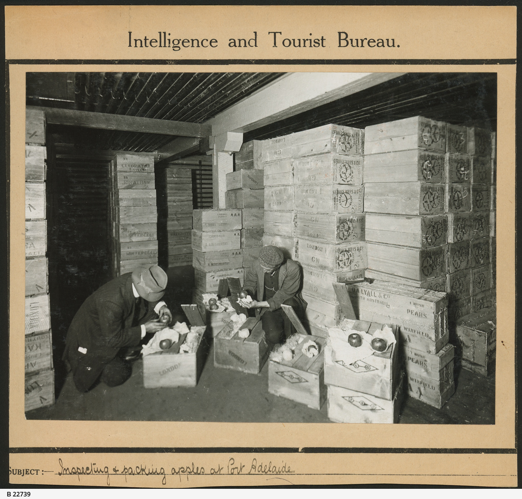 Port Adelaide about 1910 export of apples