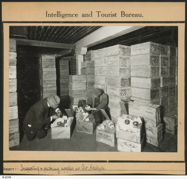 Port Adelaide about 1910 export of apples