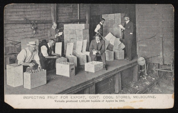 inspecting fruit 1912 melbourne