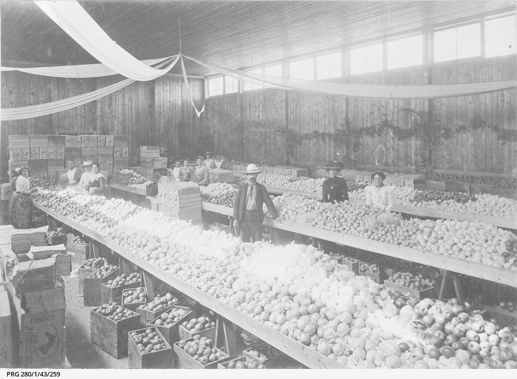 apple packaging and grading about 1910