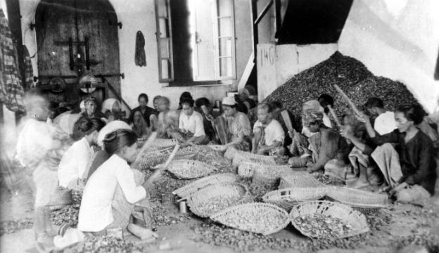 Muskatnüsse, Makassar vor 1942